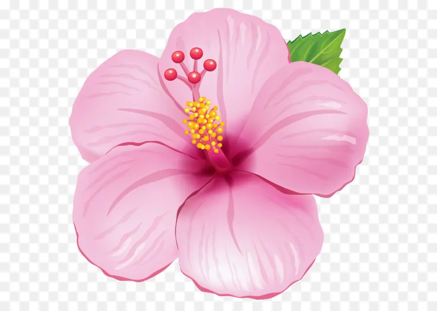 Flor，Hibisco PNG