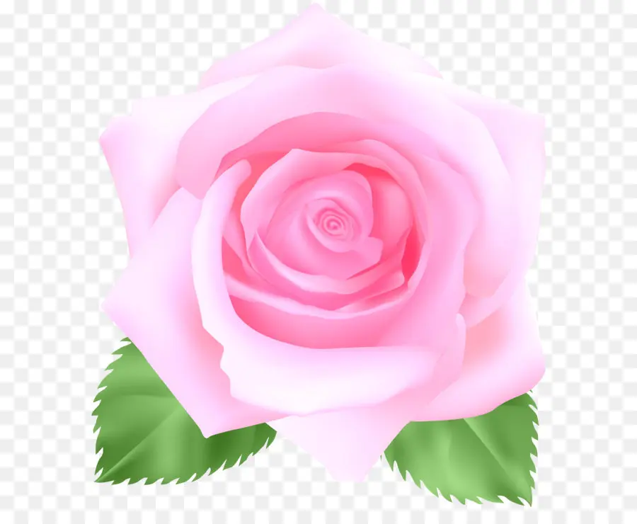 Centifolia Rosas，Flor PNG