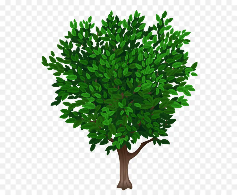 árbol，Arbusto PNG