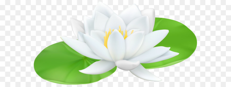 Nelumbo nucifera dibujo, flor, loto sagrado, flor, planta acuática png
