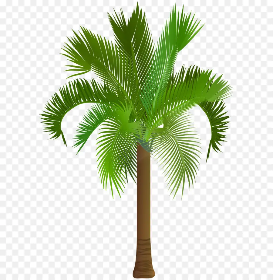 Palmera，Hojas Verdes PNG