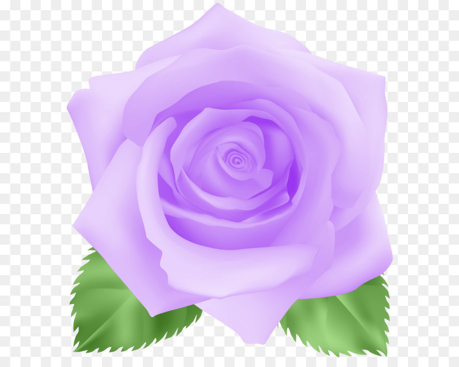 Rosas Moradas，Flores PNG