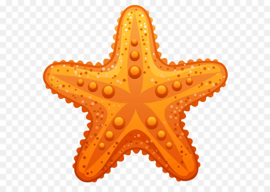 Estrella De Mar，Dibujo PNG