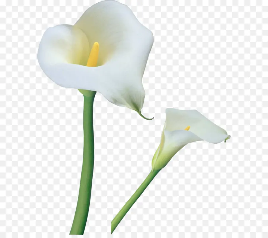 Arum Lily，Pascua Lily PNG