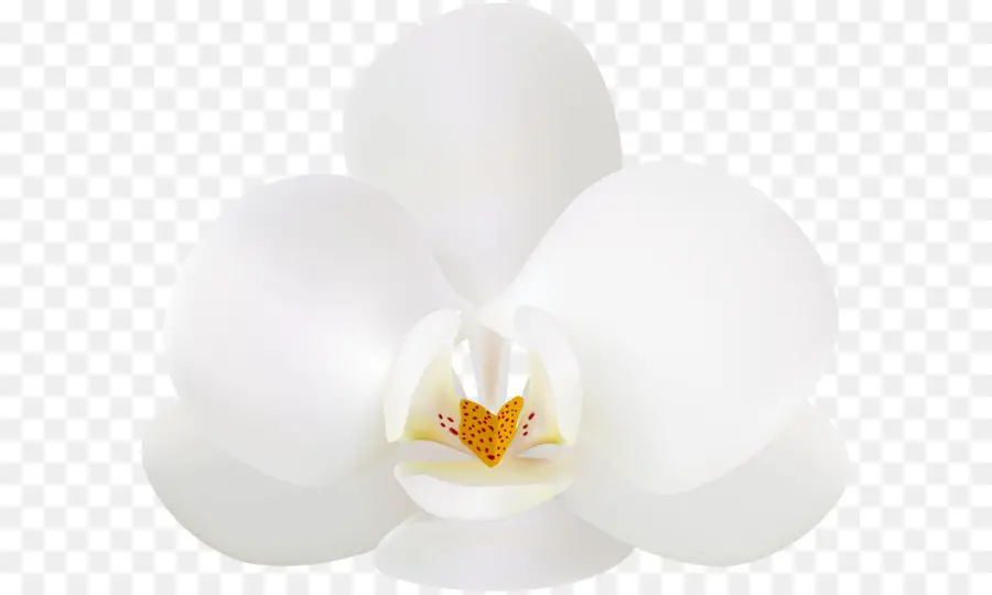 Orquídea Blanca，Orquídea PNG