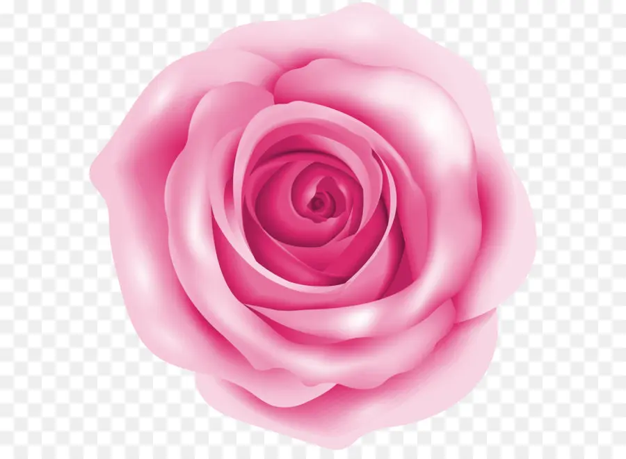 Rosa，Flor PNG