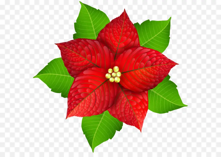 La Flor De Pascua，La Navidad PNG