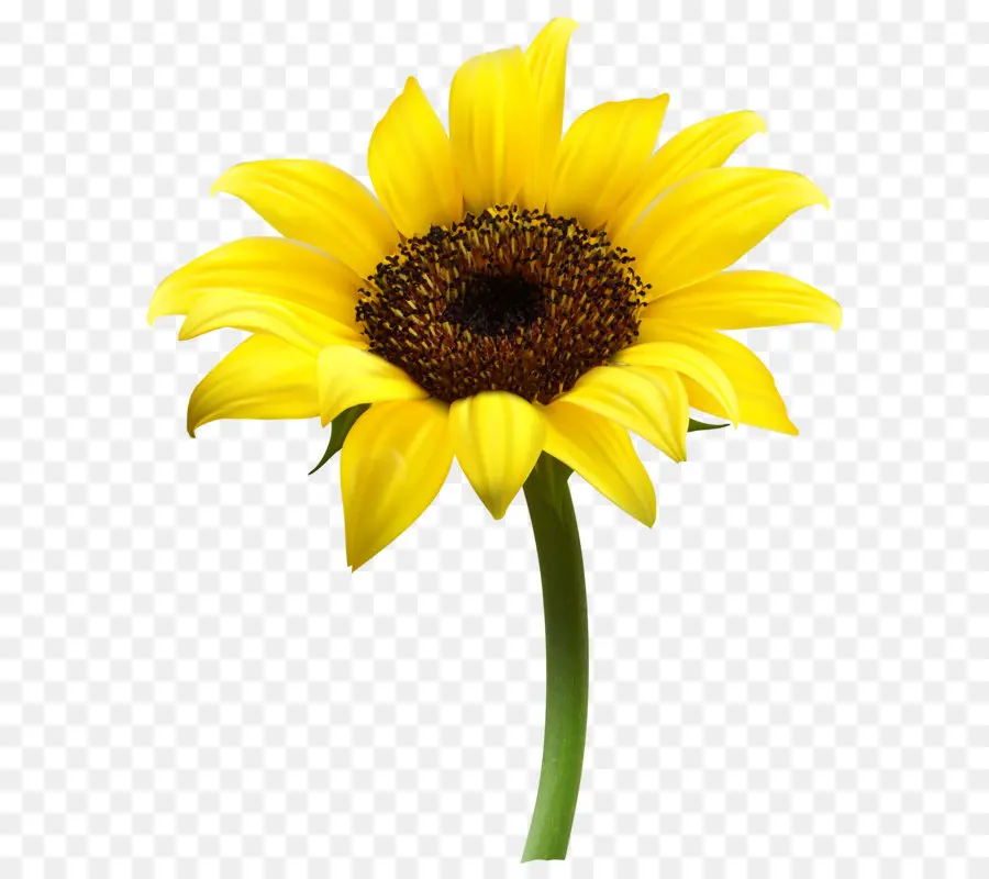 Común De Girasol，Descargar PNG