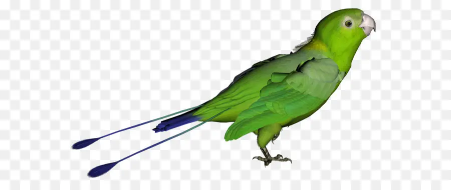 Loro，Aves PNG