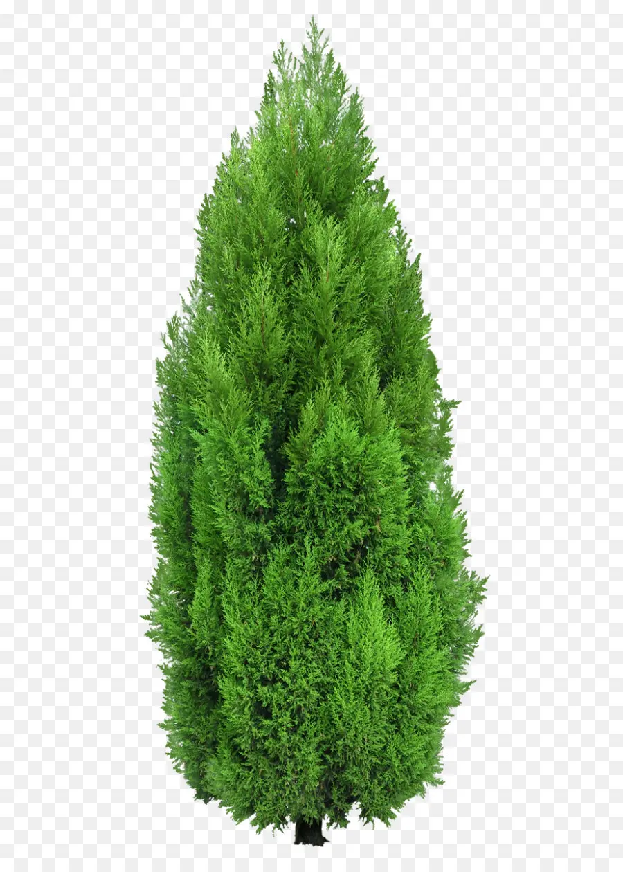 Mediterráneo Cypress，Árbol PNG