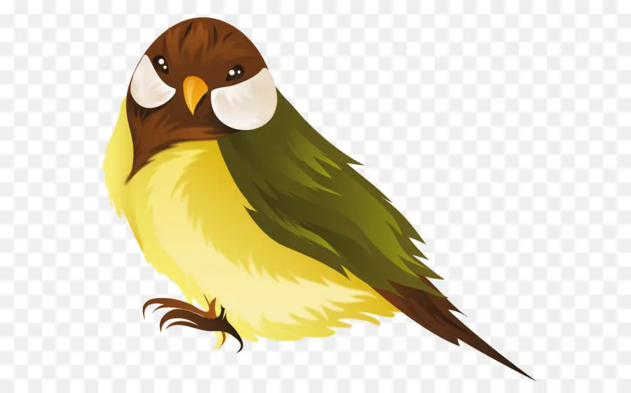 Aves，Loro PNG