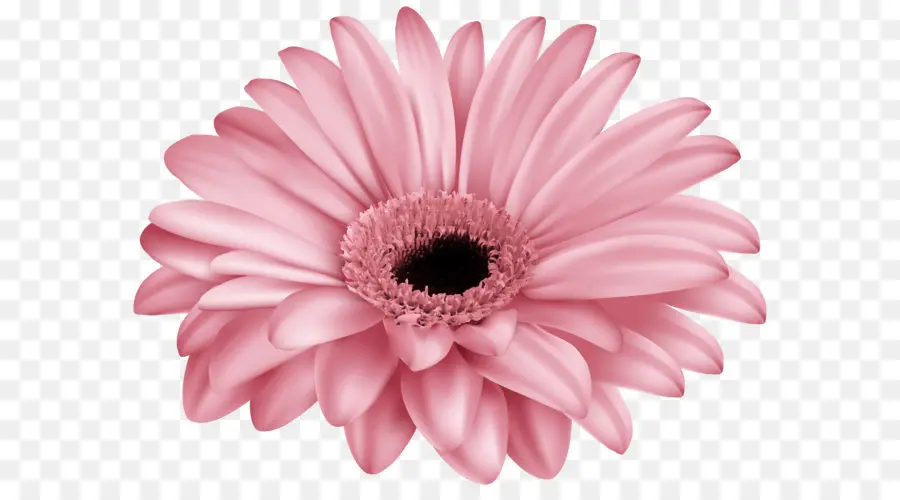 Transvaal Daisy，Flor PNG