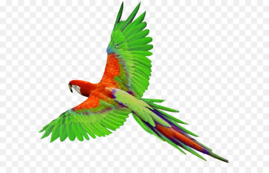 Loro，Aves PNG