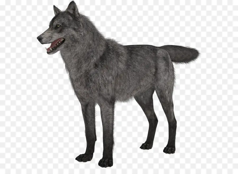 Elkhound Noruego，Black Norwegian Elkhound PNG