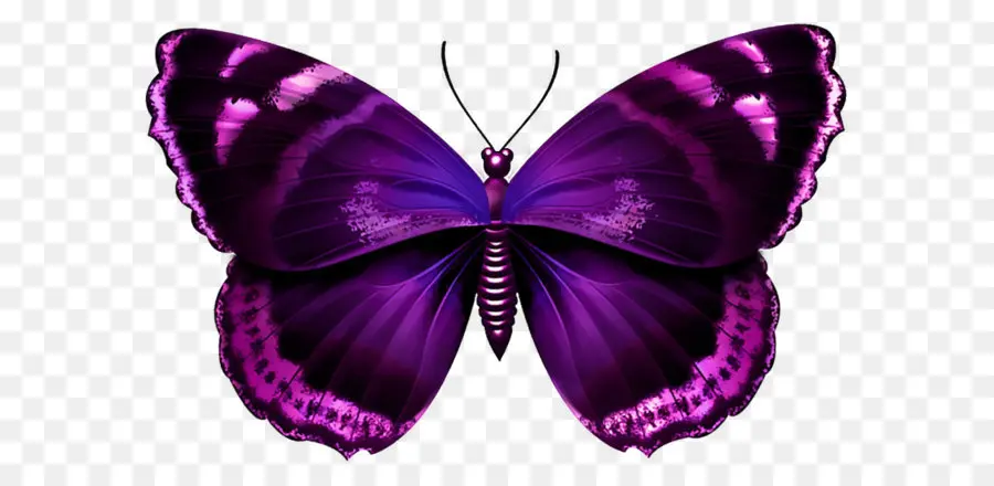 Mariposa，Púrpura PNG