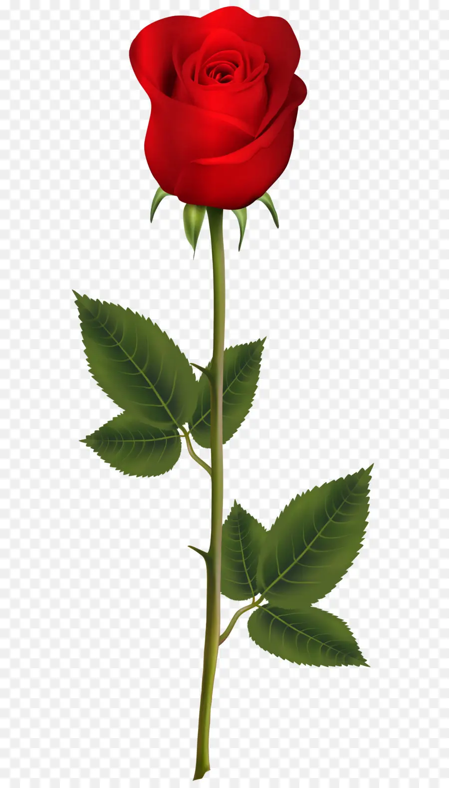 Azul Rosa，Rosa PNG