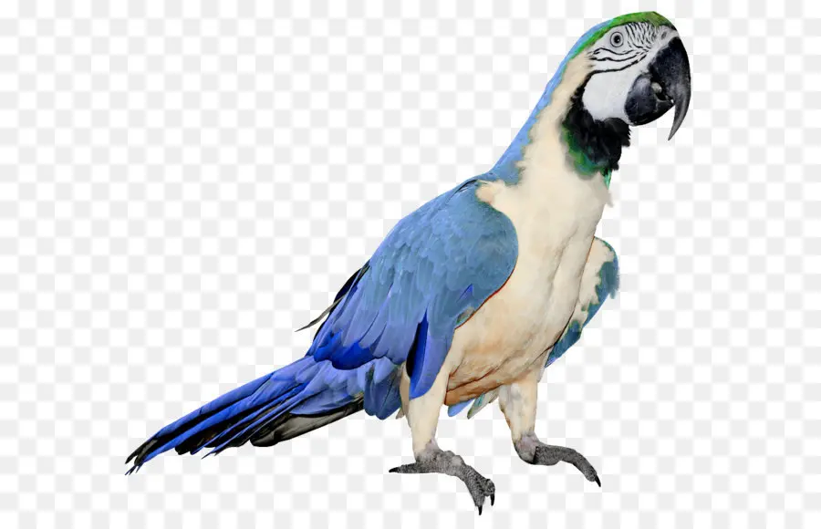 Loro，Azul PNG