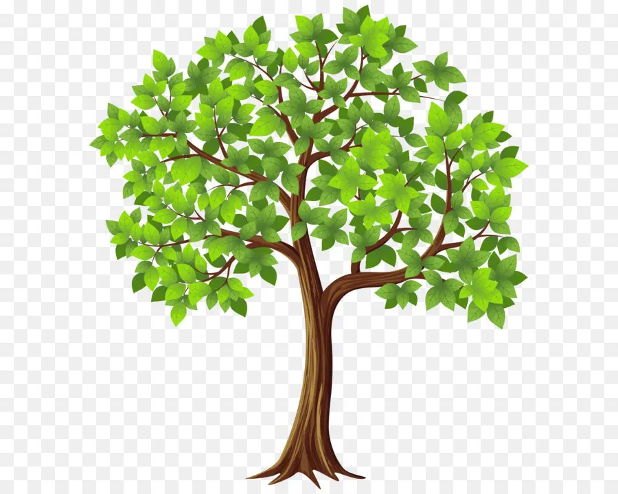 Árbol，Rama PNG