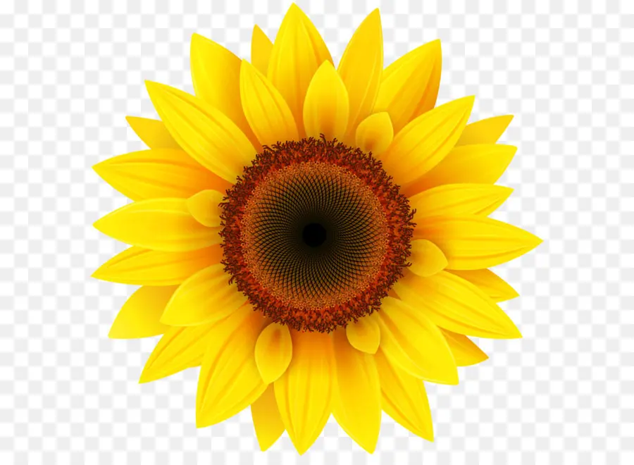 Girasol Común，Gráficos De Computadora PNG