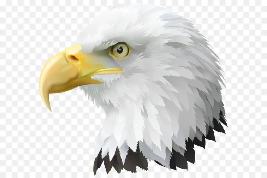 Estados Unidos，Calvo águila PNG