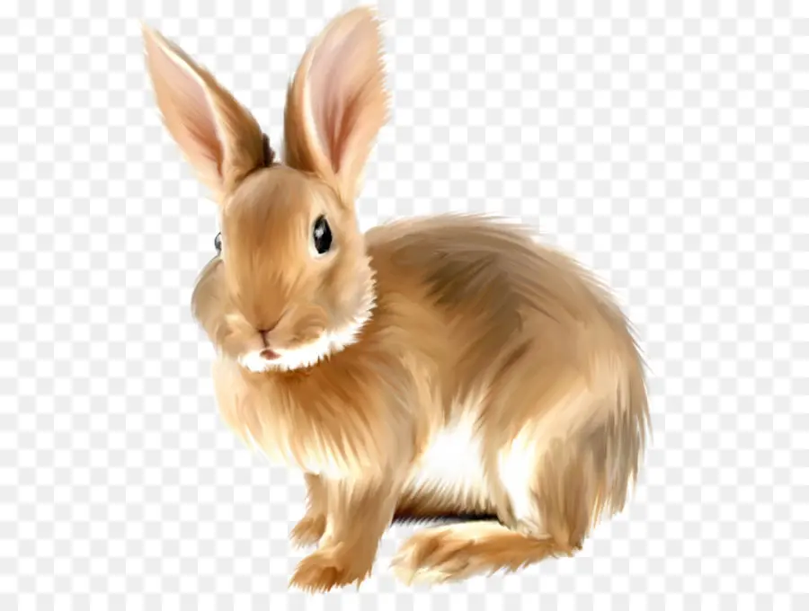 Angora Conejo，Conejito De Pascua PNG