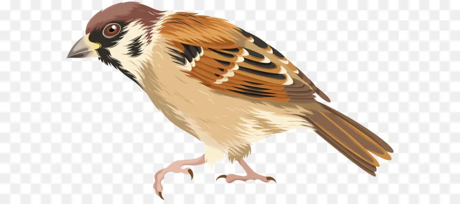 Gorrión Ilustrado，Plumas PNG