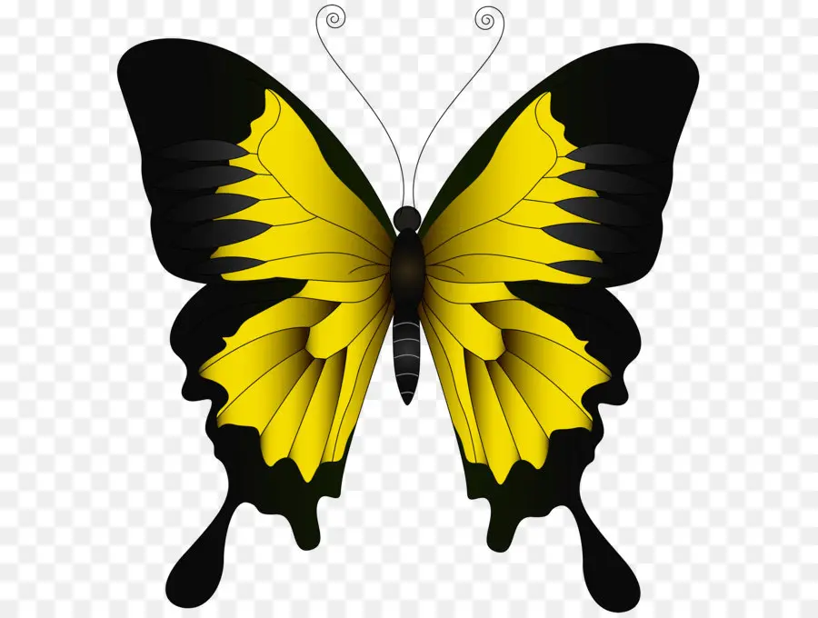 Mariposa，Libre De Regalías PNG