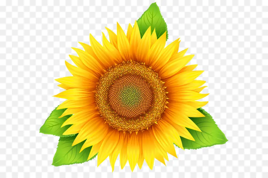 Girasol，Planta PNG