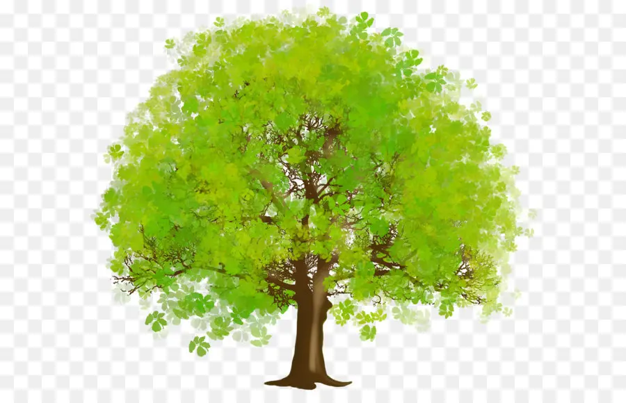 Árbol，Equipo Iconos PNG