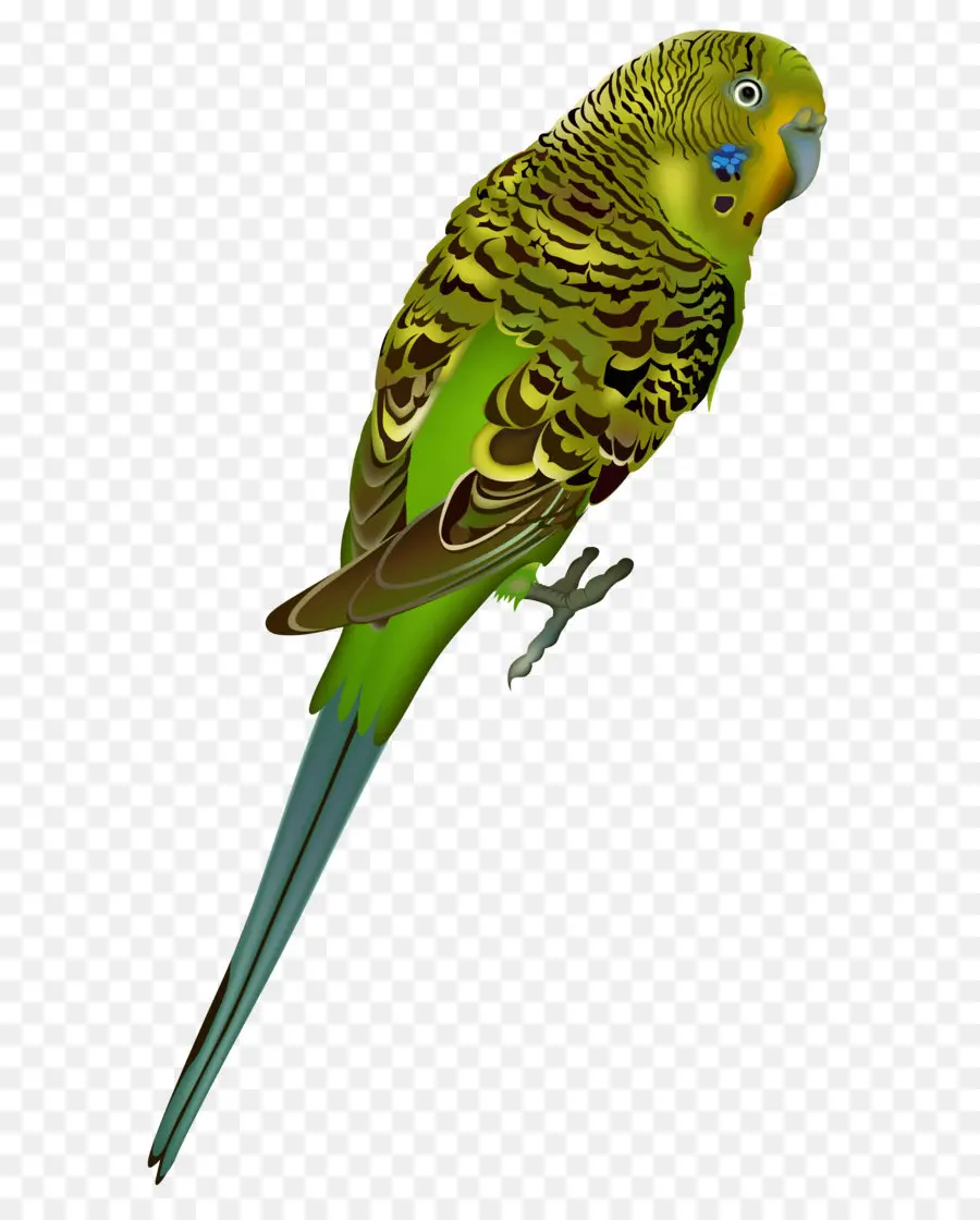 Budgericar，Aves PNG