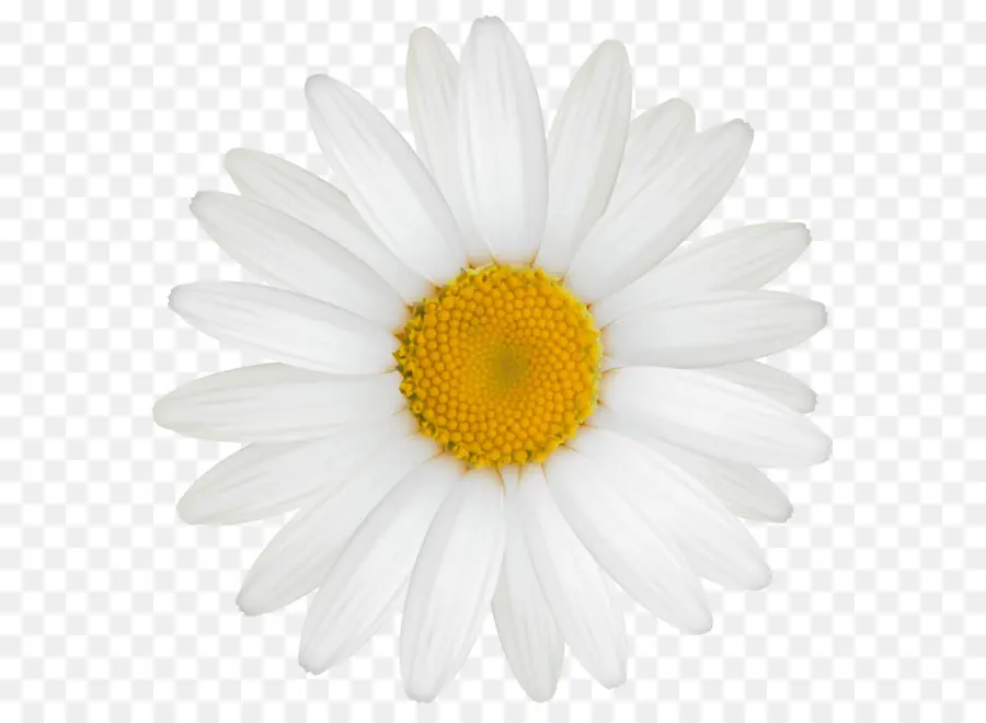 Romano Manzanilla，Speciosa Daisy PNG