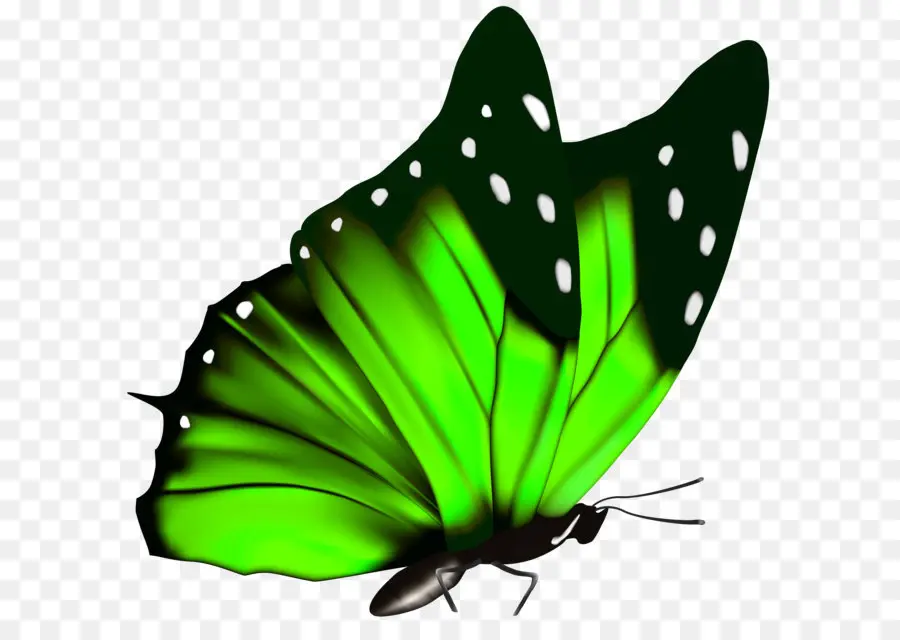 Mariposa Verde，Naturaleza PNG