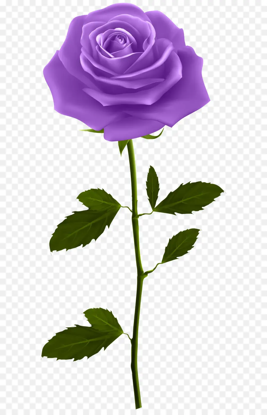 Rosa，Rosa Azul PNG