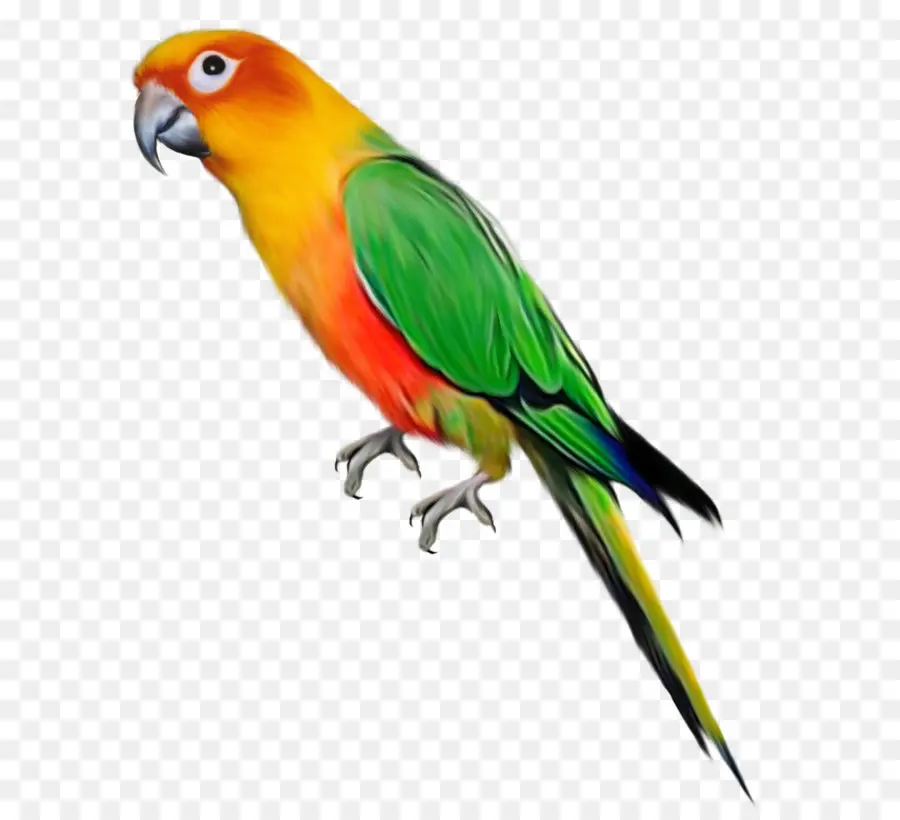 Loro，Aves PNG