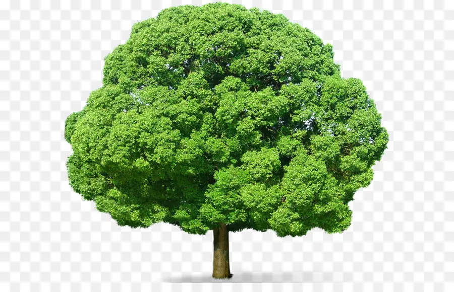 Árbol，Arbusto PNG