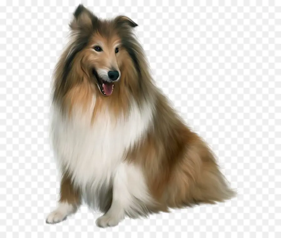 Dálmata Perro，Collie Escocés PNG