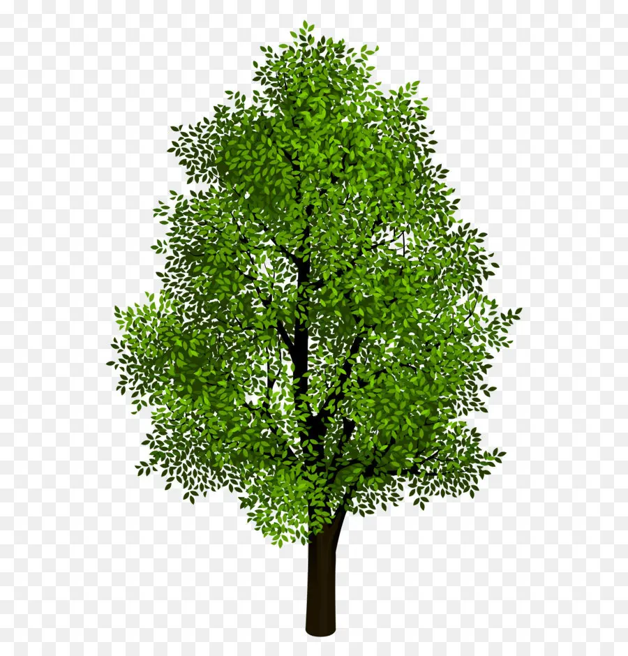árbol，Proyección Isométrica PNG