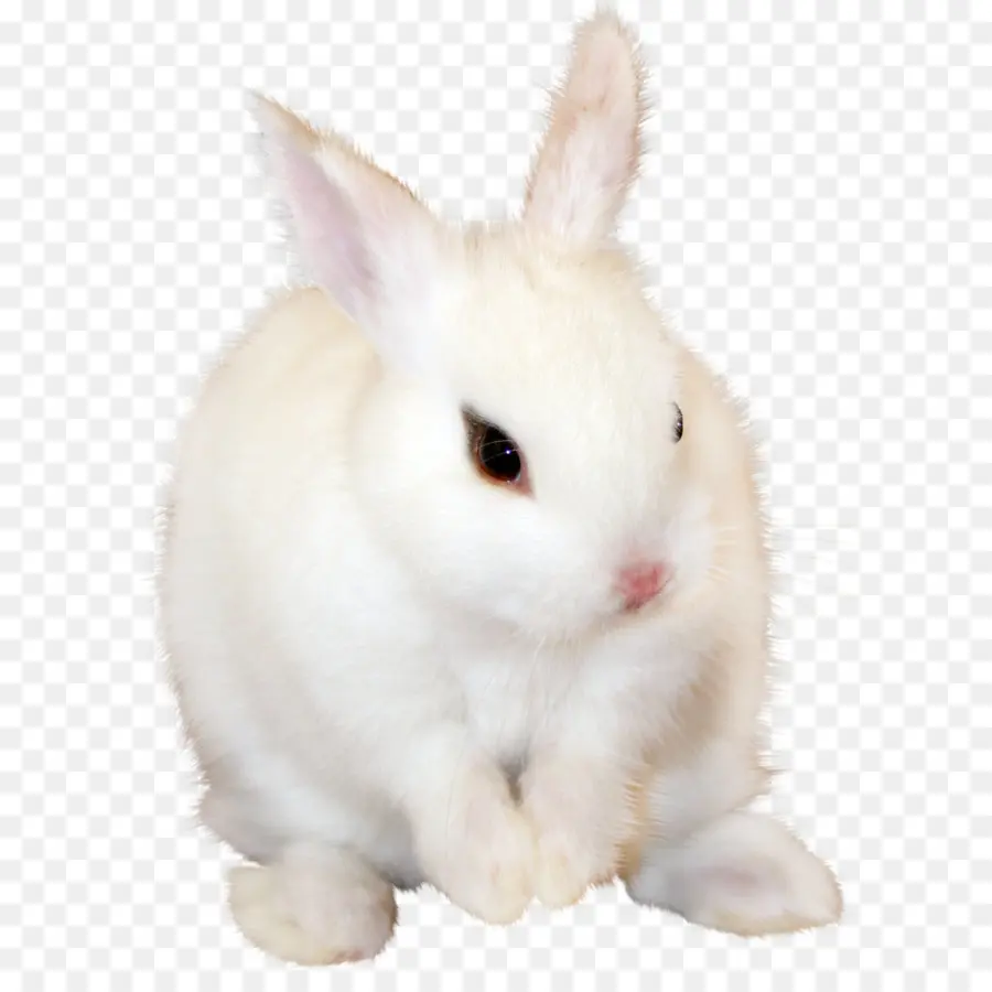 Conejo，Blanco PNG