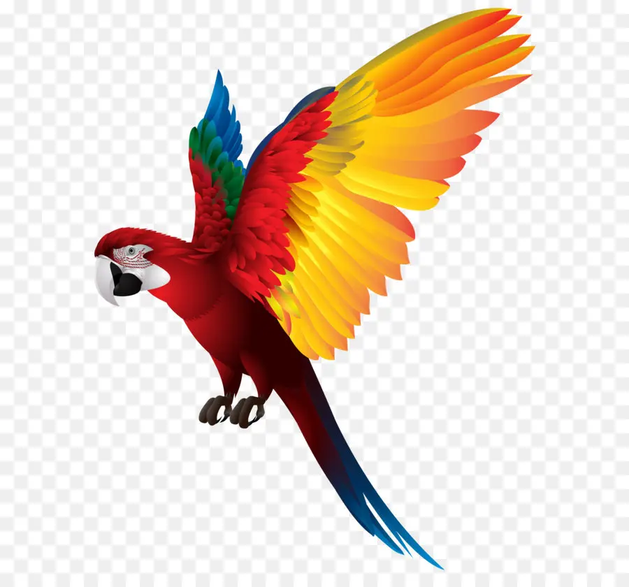 Loro Colorido，Pájaro PNG