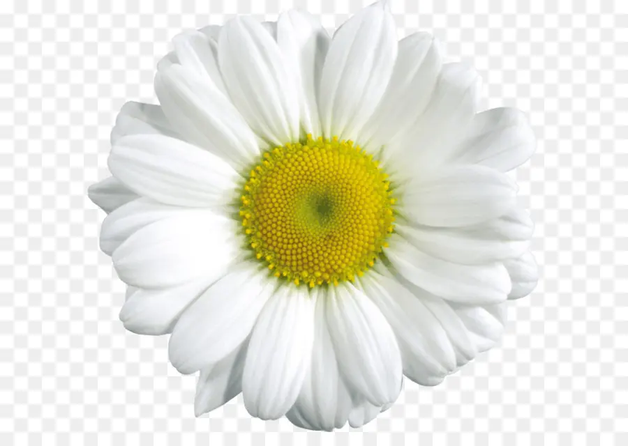 Común Daisy，Flor PNG