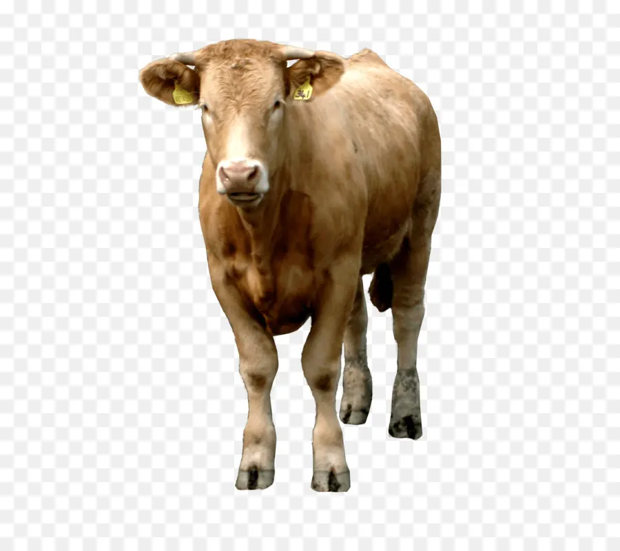 Holstein Friesian Ganado，Blanca Parque Ganado PNG