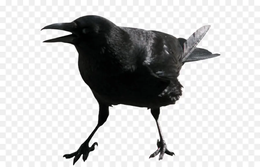 Americano Cuervo，Común Raven PNG