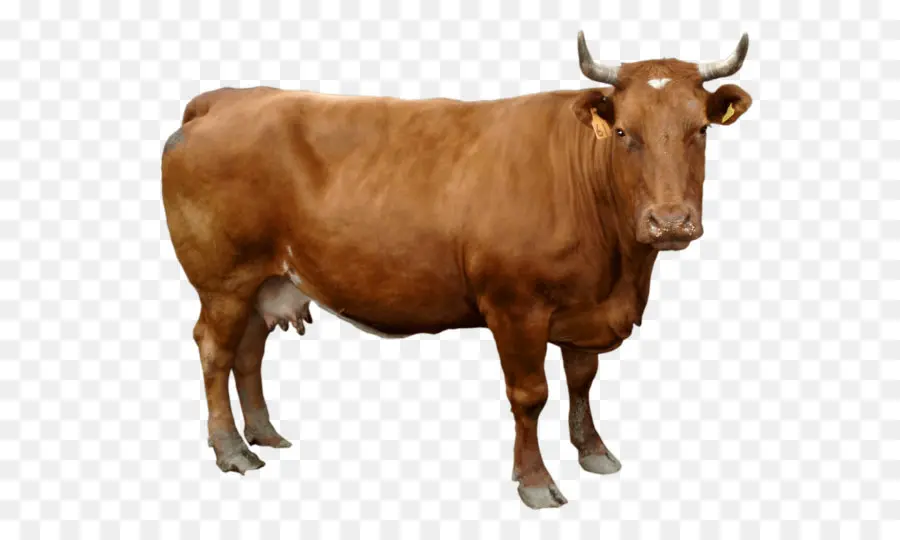 Holstein Friesian Ganado，Pantalla Resolución PNG