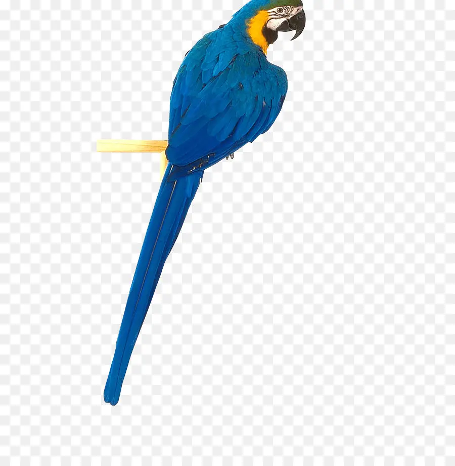 Loro，Aves PNG