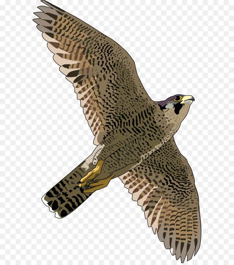 Falcon，Peregrine Falcon PNG