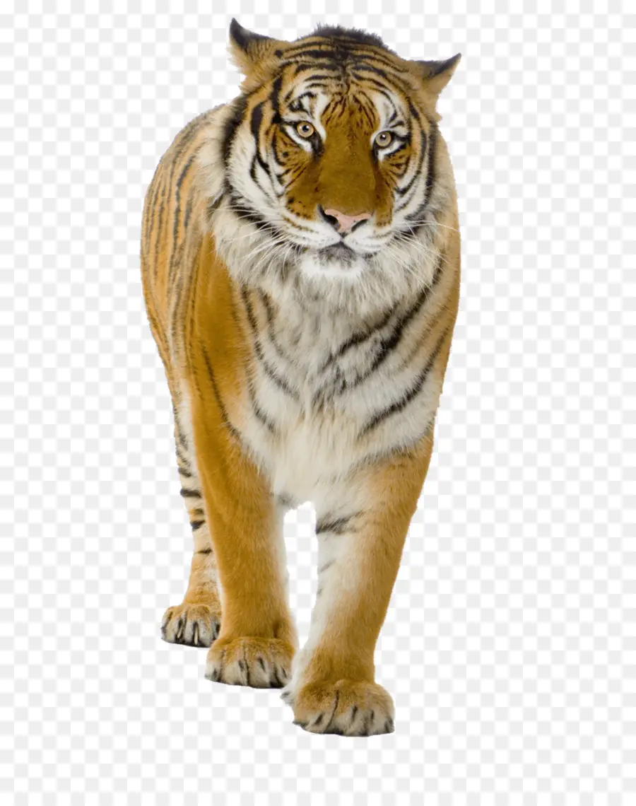 Tigre，León PNG