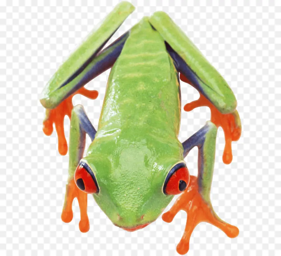 Rana，Verde PNG