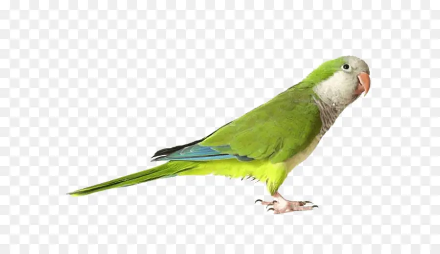 Loro Verde，Plumas PNG