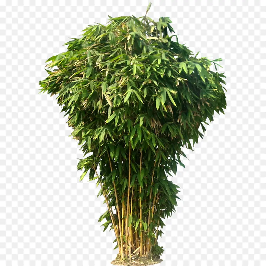 Planta De Bambú，Hojas Verdes PNG