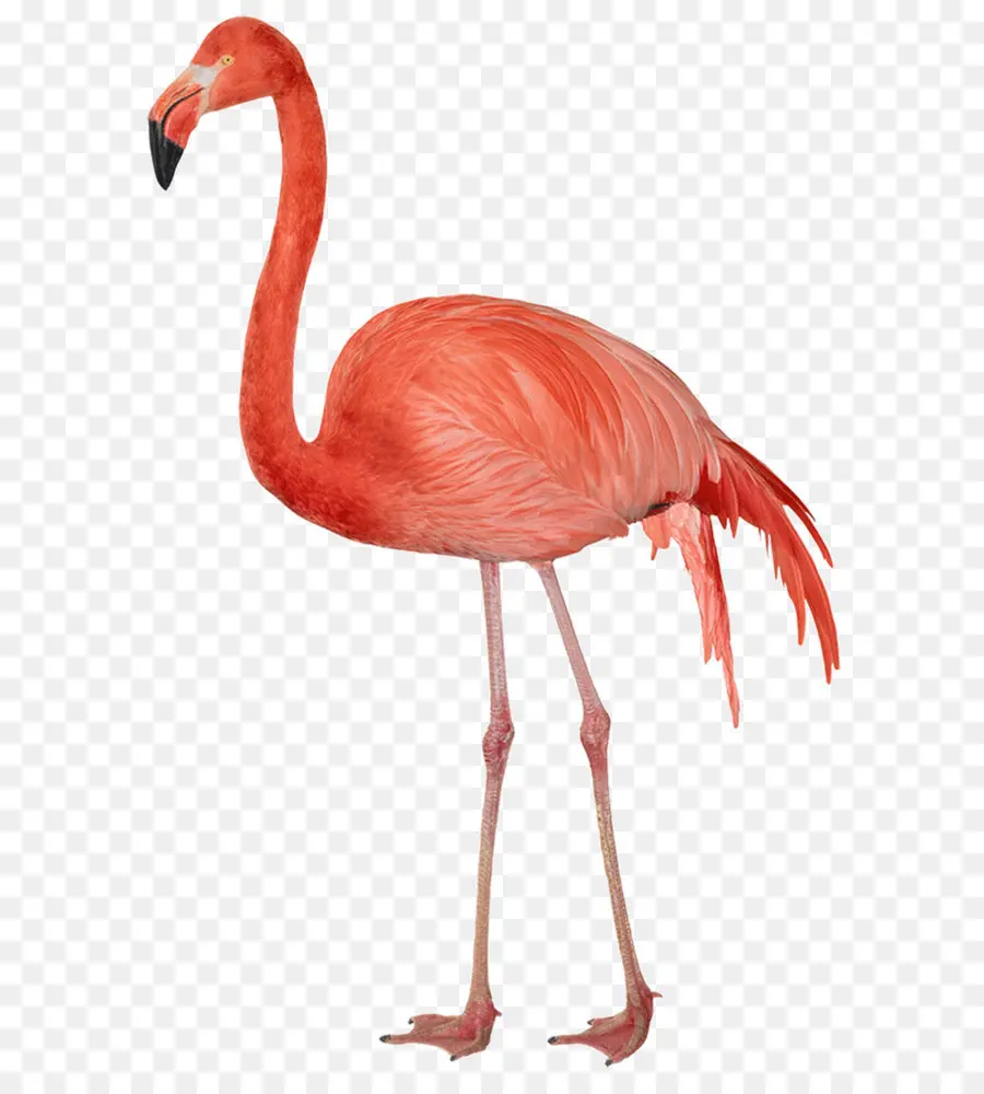 Flamingo，Aves PNG